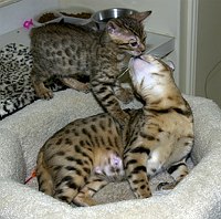 SierraGold Bengals:  Gwenivere and Lancelot<br>